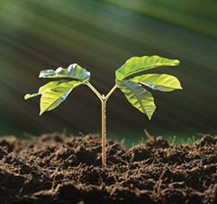 Sustainability